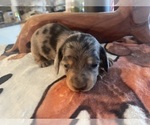Small #6 Breeder Profile image