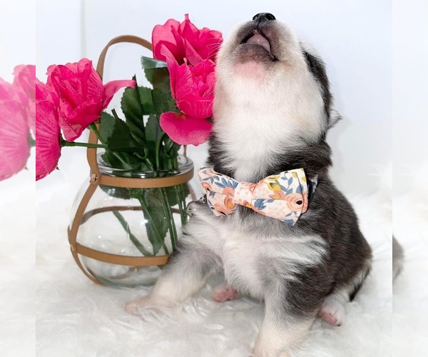 Medium Photo #37  Breeder Profile in VENUS, PA, USA