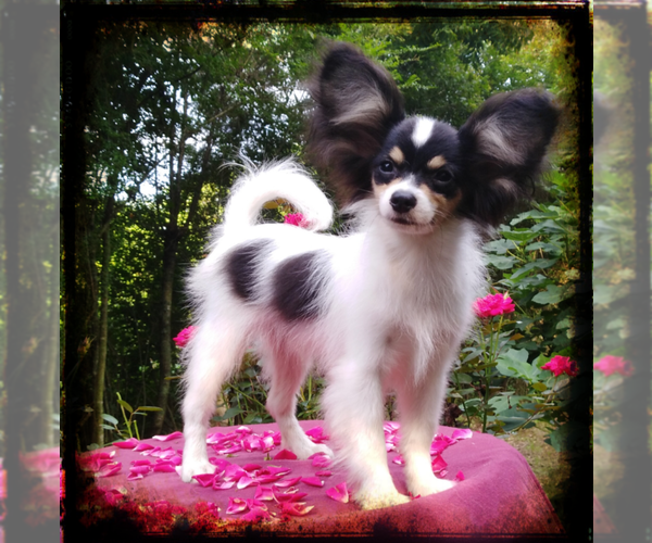 Medium Photo #1  Breeder Profile in RUTLEDGE, AL, USA