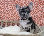 Small #8 Breeder Profile image