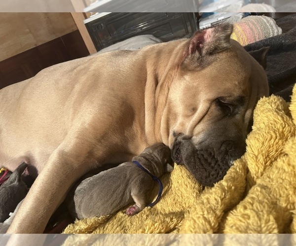 Medium Photo #8  Breeder Profile in ARLINGTON, TX, USA