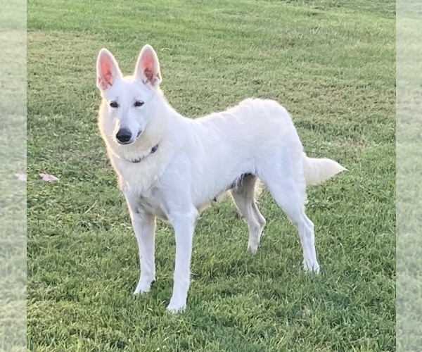 Medium Photo #8  Breeder Profile in OTTAWA, IL, USA