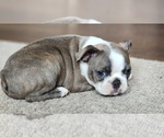 Small breeder photo