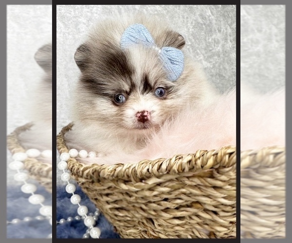 Medium Photo #6  Breeder Profile in BLANCHARD, OK, USA