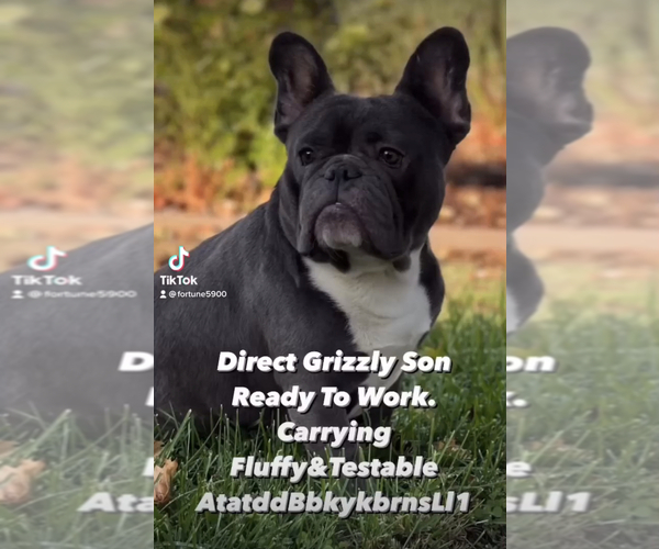 Medium Photo #1  Breeder Profile in BRENTWOOD, CA, USA