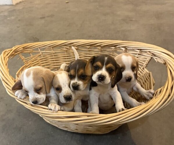 Medium Photo #1  Breeder Profile in STEVENSVILLE, MT, USA