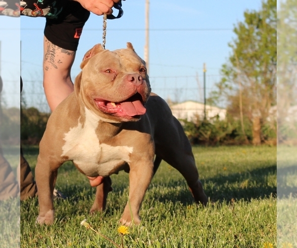 Medium Photo #4  Breeder Profile in TULLAHOMA, TN, USA