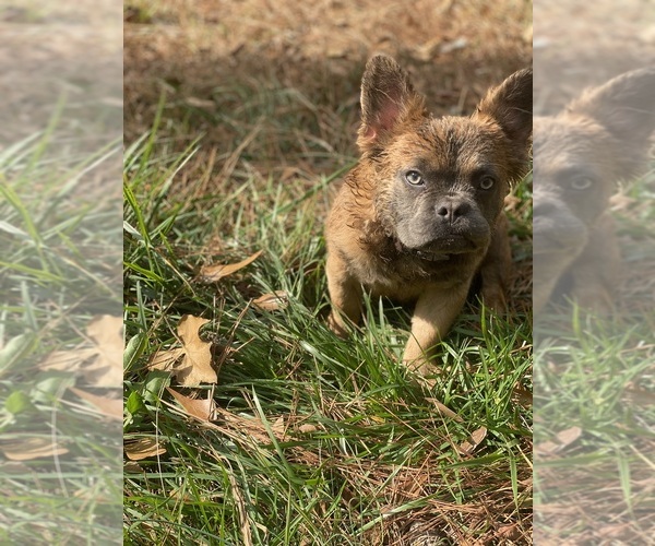 Medium Photo #11  Breeder Profile in SNELLVILLE, GA, USA