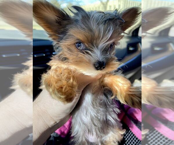 Medium Photo #12  Breeder Profile in SAN TAN VALLEY, AZ, USA