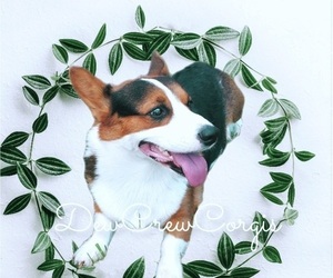 Pembroke Welsh Corgi Dog Breeder near BAYTOWN, TX, USA