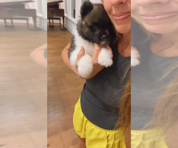 Medium Photo #12  Breeder Profile in GEORGETOWN, TX, USA