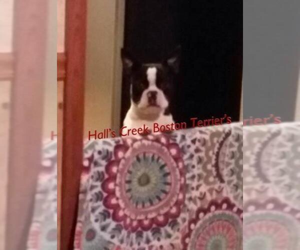 Medium Photo #5  Breeder Profile in EATON, OH, USA