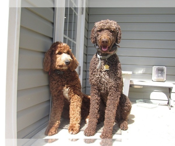 Medium Photo #2  Breeder Profile in SNOW CAMP, NC, USA