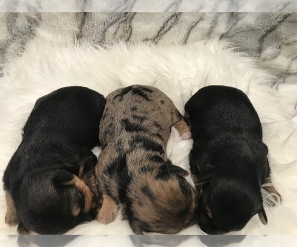 Medium Photo #1  Breeder Profile in MOUNT CARMEL, PA, USA