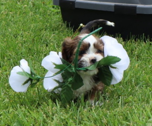 Medium Photo #43  Breeder Profile in THORP, WI, USA