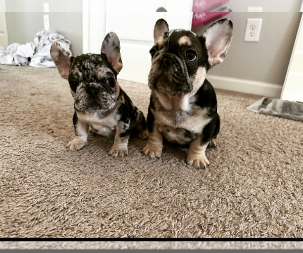 Medium Photo #1  Breeder Profile in BUFORD, GA, USA