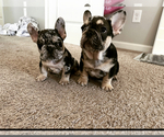 Small breeder photo