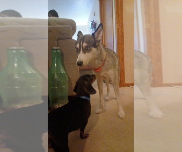 Medium Photo #2  Breeder Profile in EDMORE, MI, USA