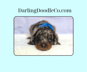 Golden Mountain Doodle  Dog Breeder near TRAFALGAR, IN, USA