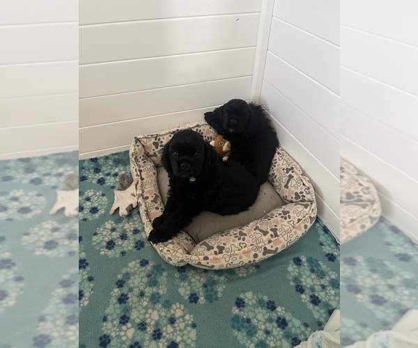 Medium Photo #2  Breeder Profile in LEVITTOWN, PA, USA