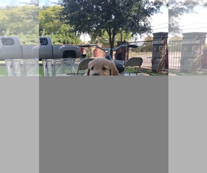Main photo of Golden Retriever Dog Breeder near COCKRELL HILL, TX, USA