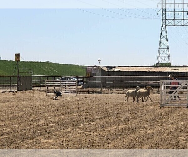Medium Photo #53  Breeder Profile in CONWAY, MO, USA