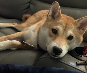 Shiba Inu Dog Breeder near ZIONSVILLE, IN, USA