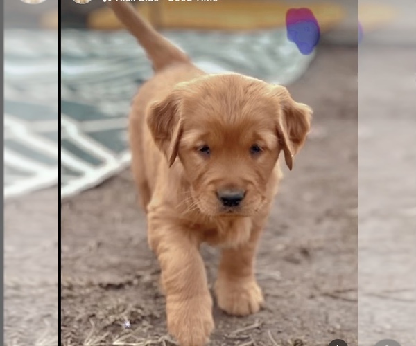 Medium Photo #7  Breeder Profile in WEST COVINA, CA, USA