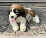Small breeder photo