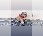 Small breeder photo