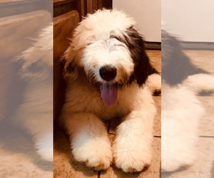 Main photo of Old English Sheepdog Dog Breeder near FAYETTEVILLE, AR, USA