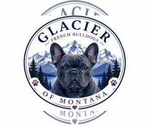 French Bulldog Dog Breeder near COLUMBIA FALLS, MT, USA