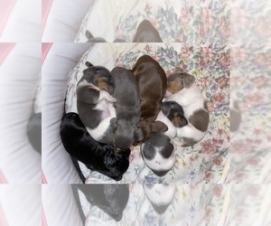 Dachshund Dog Breeder near LUBBOCK, TX, USA