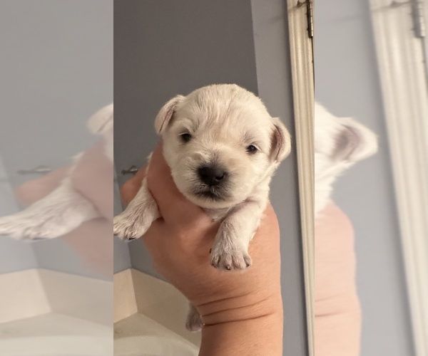 Medium Photo #1  Breeder Profile in BOSSIER CITY, LA, USA