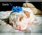 Small #130 Breeder Profile image