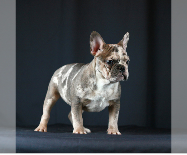 Medium Photo #1  Breeder Profile in NEEDHAM, MA, USA