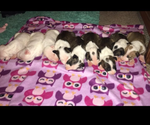 Small breeder photo