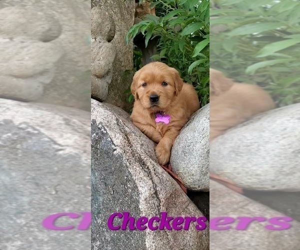 Medium Photo #25  Breeder Profile in KIMBALL, MN, USA
