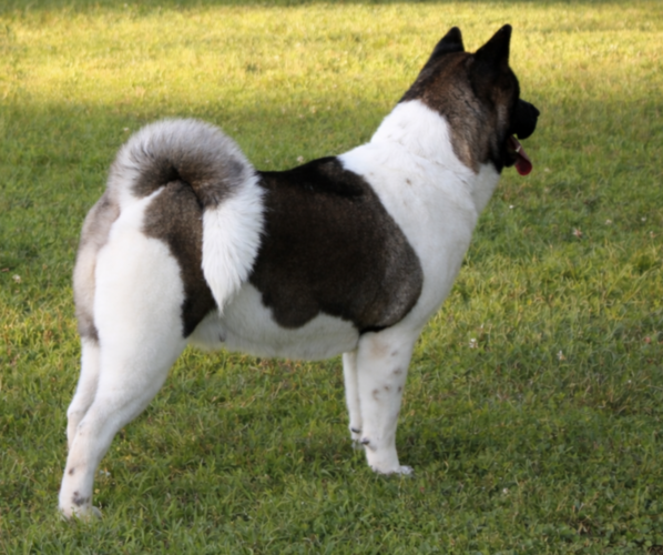 Medium Photo #7  Breeder Profile in STRAFFORD, MO, USA