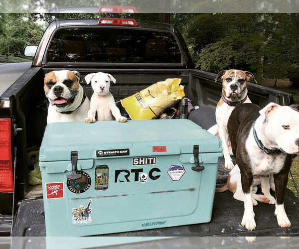 Medium Photo #1  Breeder Profile in WINTERVILLE, GA, USA