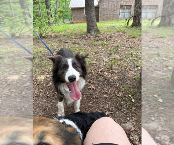 Medium Photo #9  Breeder Profile in PARIS, TX, USA