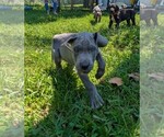 Small Photo #19  Breeder Profile in WALNUT GROVE, MO, USA
