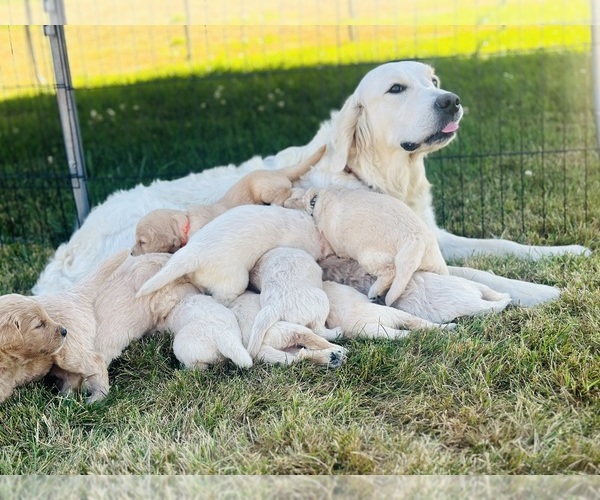 Medium Photo #1  Breeder Profile in TACOMA, WA, USA