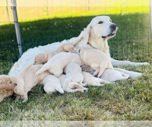 Goldendoodle Dog Breeder near TACOMA, WA, USA