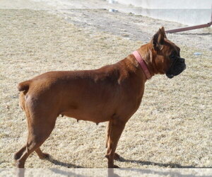 Boxer Dog Breeder near EATON, CO, USA