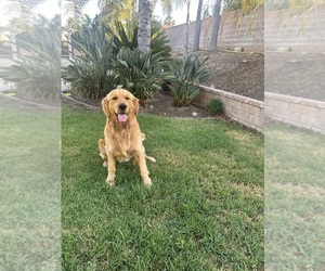 Golden Retriever Dog Breeder near RIALTO, CA, USA