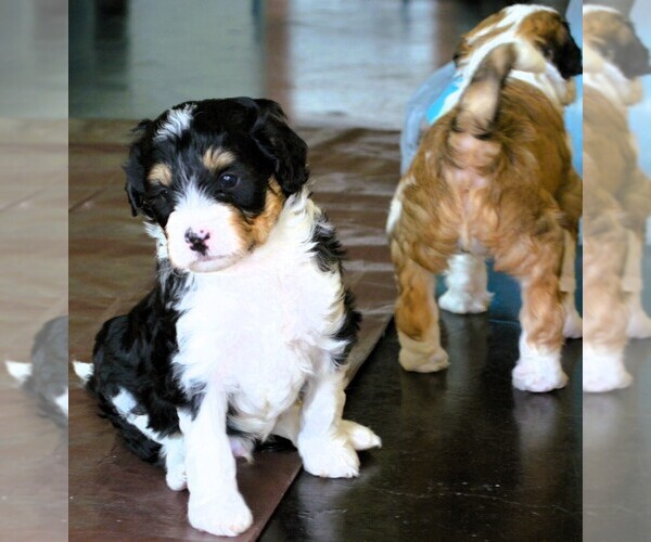Medium Photo #11  Breeder Profile in MCALLEN, TX, USA