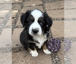 Small #1 Breeder Profile image