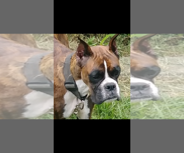Medium Photo #1  Breeder Profile in SHELBYVILLE, TN, USA