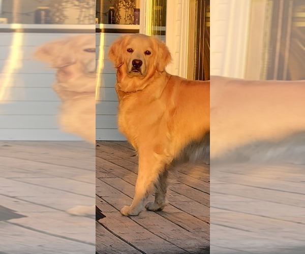 Medium Photo #1  Breeder Profile in SODDY DAISY, TN, USA